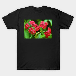 Crown of Thorns T-Shirt